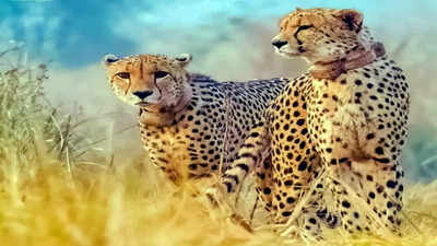 Two more cheetahs released into the wild at Kuno National Park