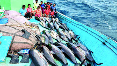 Porbandar poaching: Dolphins used as bait to kill sharks for pricey fins