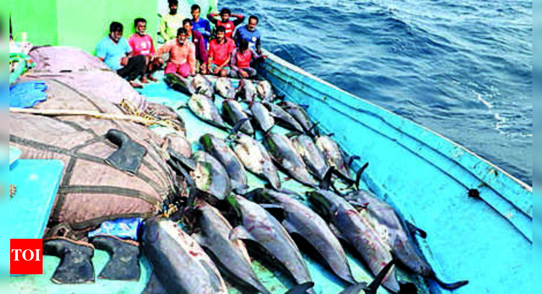 Porbandar Porbandar poaching Dolphins used as bait to kill sharks for