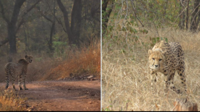 Madhya Pradesh: Now, brothers Elton and Freddie prowl Kuno National Park
