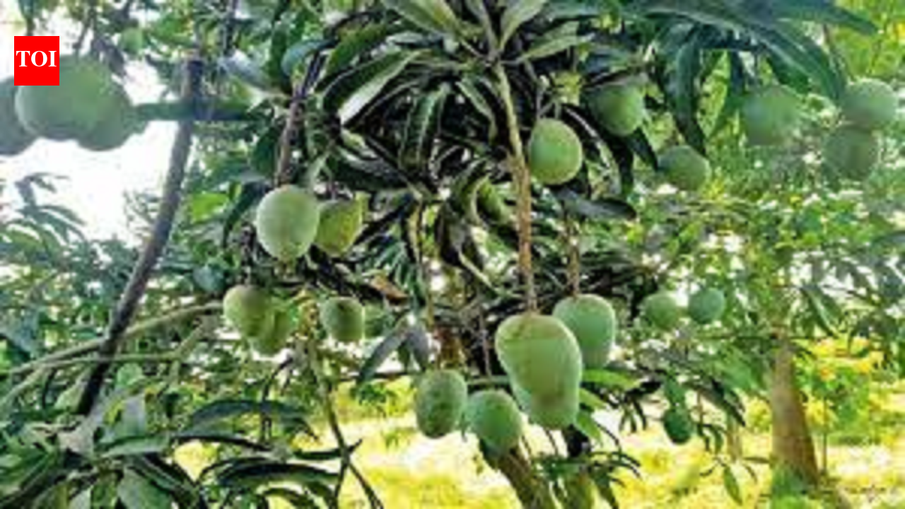 Rains Damage Mango Crop In 20k Hectares | Vijayawada News - The Times ...