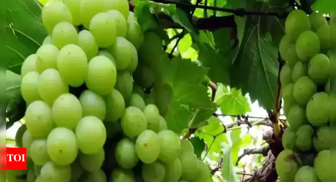 Grapes Turn Cheaper Due To Excess Arrival, Rates Likely To Remain Low