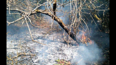New fire in Mhadei Wildlife Sanctuary, doused under hour