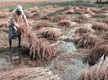 
Rs 462 crore cash relief to over 9 lakh farmers in UP
