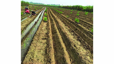 Up Cane Dept Makes Gps Survey Of Crop Area Must | Bareilly News - Times ...