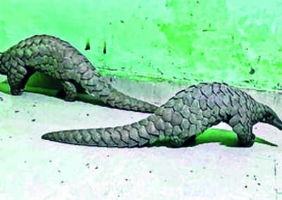 STF recovers two pangolins in Boudh