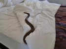 Australian woman left terrified after finding a deadly snake on her bed