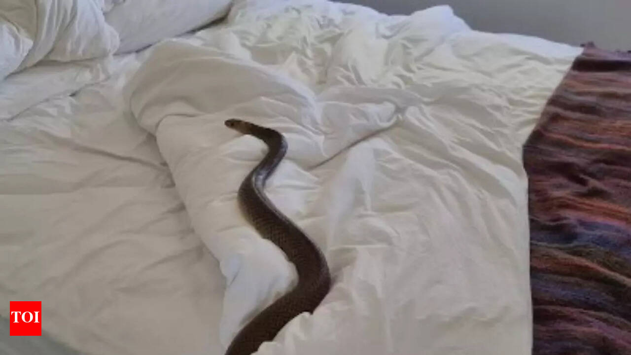Australian woman left terrified after finding a deadly snake on her bed -  Times of India