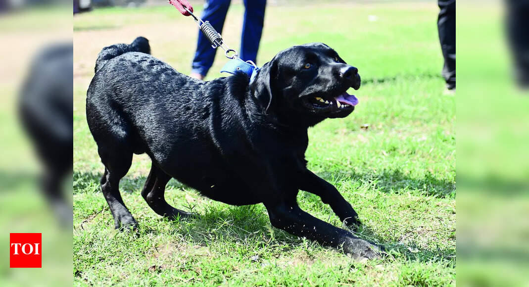 Show time for these pooches | Events Movie News - Times of India