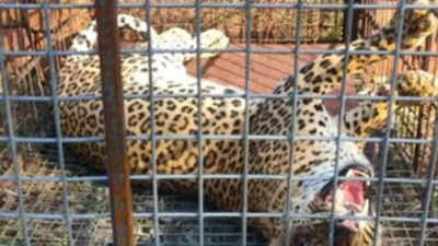 Female leopard illegally trapped near Thane; 2 wild boars also seized by Maharashtra forest dept