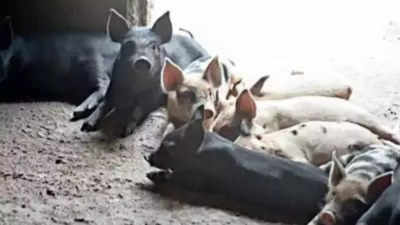 Maharashtra bans cruel confinement of mother pigs in small crates, activists cheer
