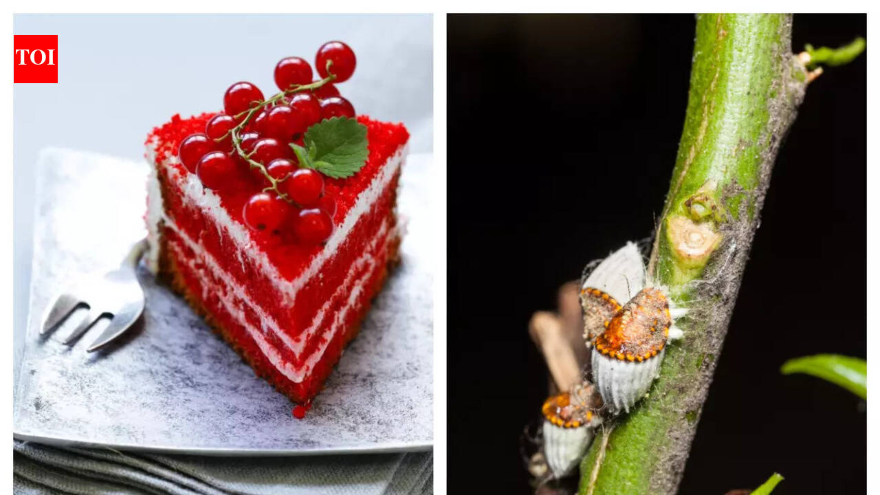 Is red food colour vegetarian?