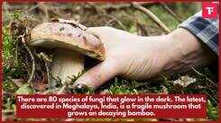 Watch: 5 things food: Mushrooms