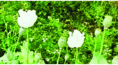 3rd illegal opium farm seized in Panchkula