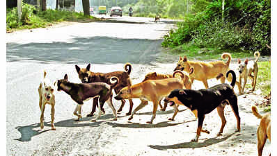 Univ chastised for seeking help to end dog menace