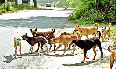 Univ chastised for seeking help to end dog menace