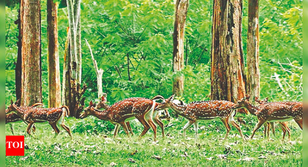 Forest Dept Sensitizes Staff On Forest ‘cover’ And ‘area’ | Kochi News ...