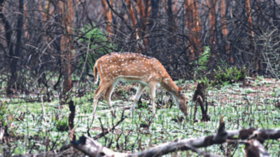 Funds crunch hits expansion of green cover in Mysuru, Chamarajanagar districts