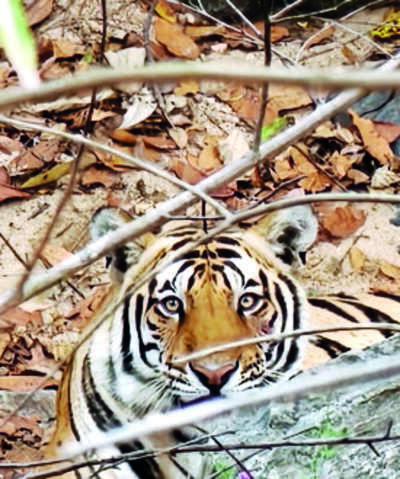In a first, tiger injures three people inside PTR