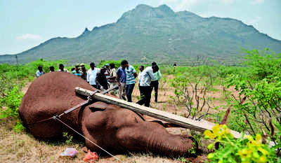 Tusker electrocuted by Tangedco power line at Poochiyur