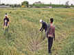 
Wheat crop on 15 lakh hectares flattened in Punjab: Experts
