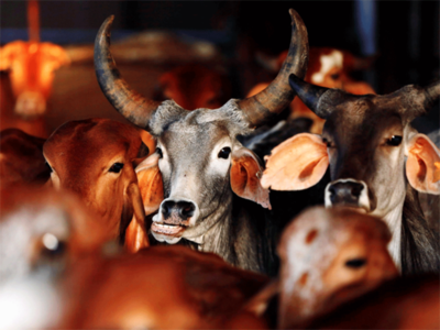 How millions of Indian cattle end up in Bangladesh
