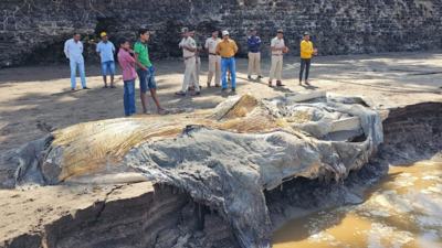 Humpback whale washes ashore at Revdanda coast near Alibag in Maharashtra