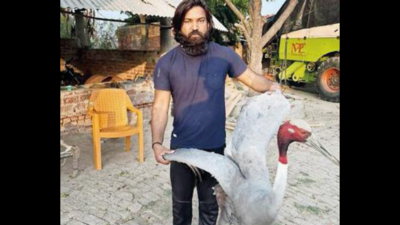 Rare friendship ends with a case, sarus brought to Kanpur zoo