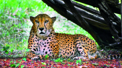 Hyderabad's last cheetah dies of heart attack at city zoo; was gifted by Saudi prince in 2012