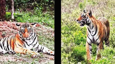 Were tiger cubs born at Rajasthan's RVTR reserve? Nobody knows so far