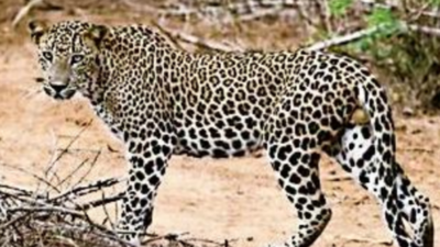 Tigers in the way, relocation of leopards in UP's ATR becomes headache for forest department