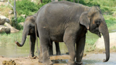 Elephants kill 9, mostly women, in a week in Bengal forests