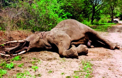 Three elephants found dead in Erode dist