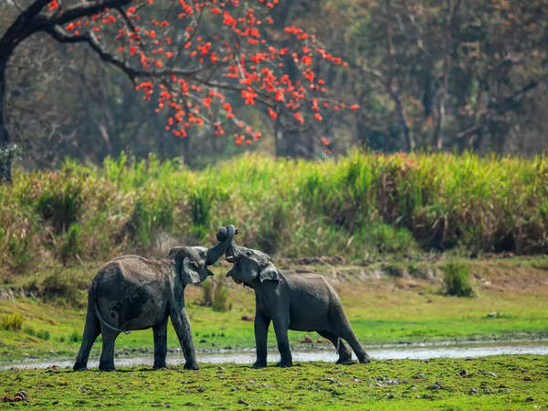 Which of these places has highest number of national parks in India?