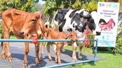 India’s first cloned indigenous Gir female calf produced at NDRI, Karnal