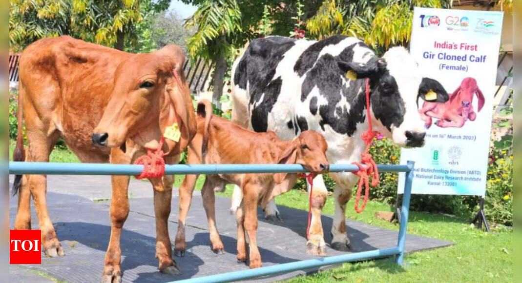 India’s first cloned indigenous Gir female calf produced at NDRI
