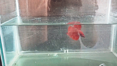 Bengaluru: Airline's rule leaves flyer, his pet fish in troubled waters