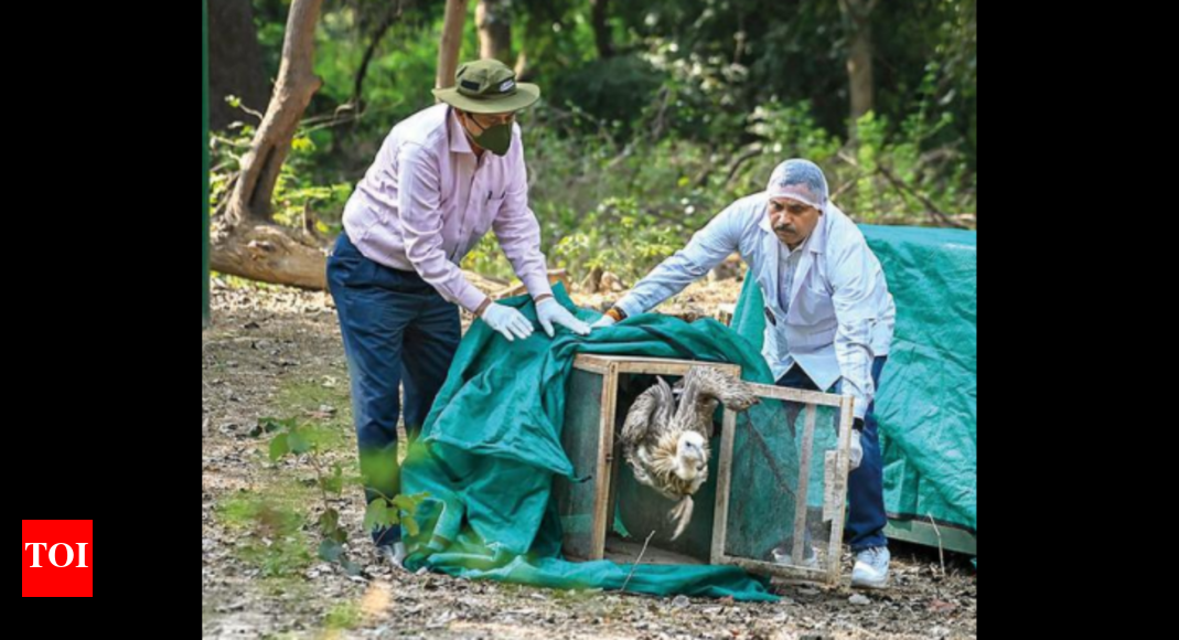 3 Rare Vultures Rescued From Different Places, Released Kanpur News