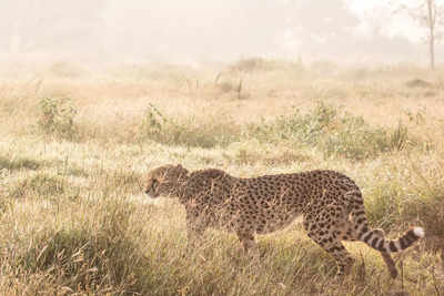 CCF confirms health examination for cheetahs translocated to India for Project Cheetah after Sasha's death