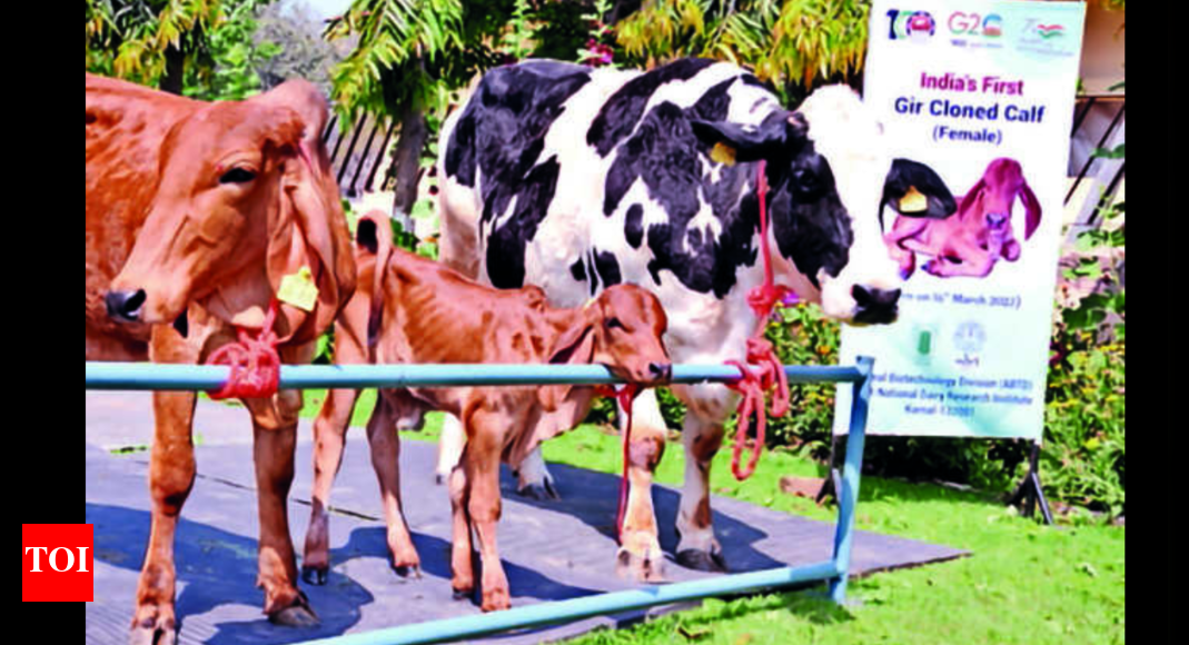 gir-india-s-first-cloned-indigenous-gir-calf-produced-at-ndri