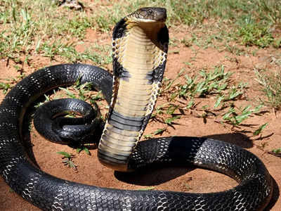 World’s longest snake is not Anaconda, but monstrous pythons!