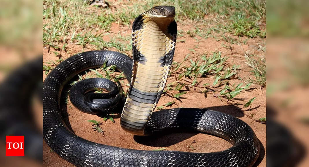 worlds biggest snake real