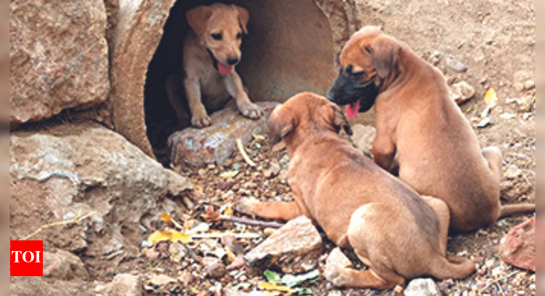 To treat stray dogs with cruelty is unacceptable in civil society Bombay HC Mumbai News