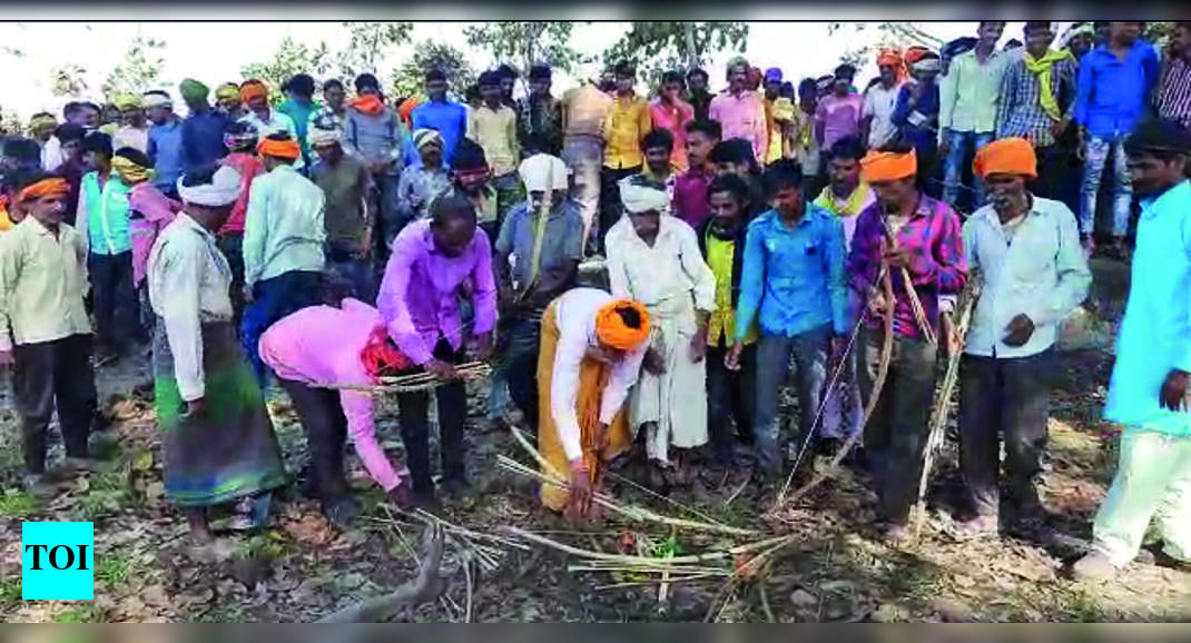 450 Engaged In Tree Felling Surrender Before Cops | Indore News - Times ...
