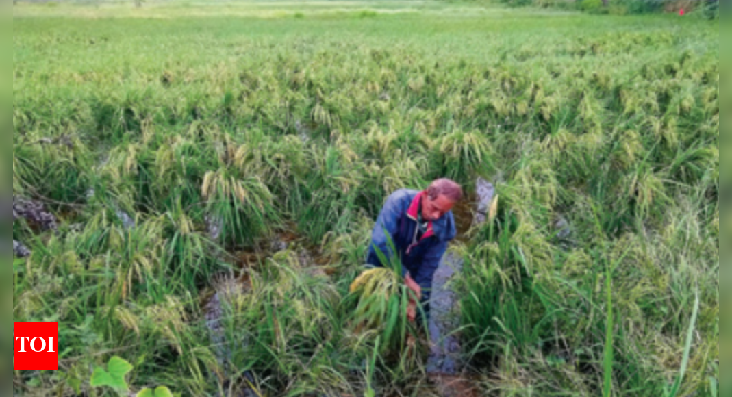 Goa In new bill, industries can buy agriculture land 'to pursue farming' Goa News Times of