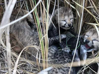 Good news: Four healthy cheetah cubs born in Kuno National Park