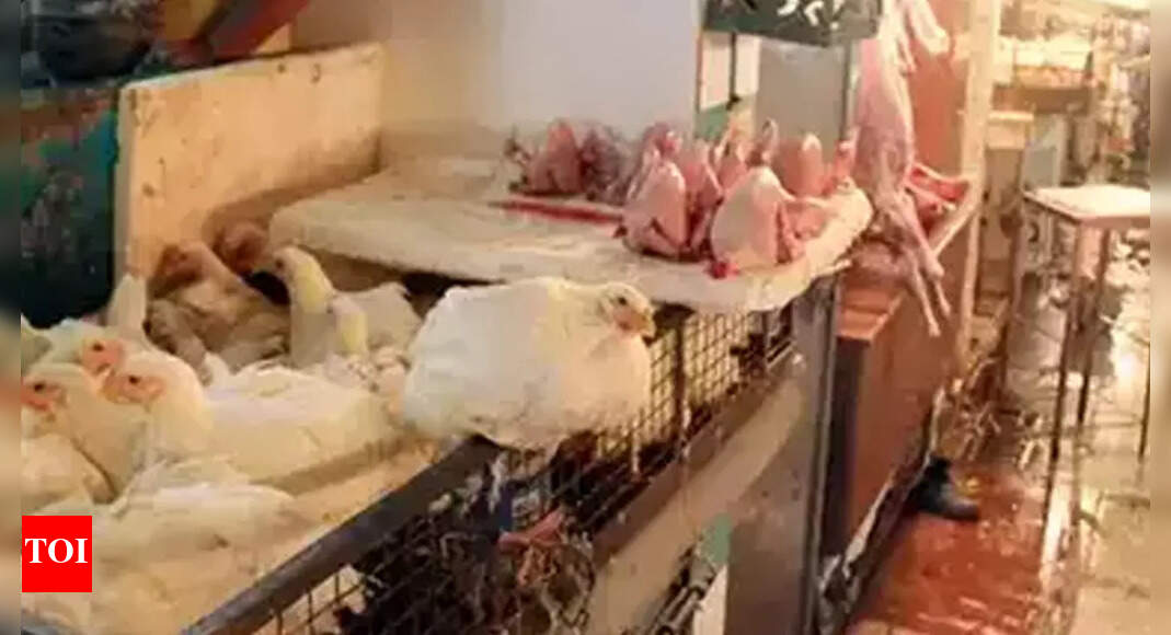 10 illegal meat shops sealed in Jaipur Jaipur News Times of India