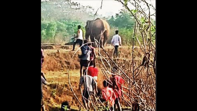 'Jharkhand sees 133 deaths in jumbo attacks last year, highest in country'
