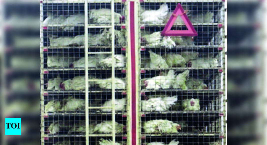 Ban On Poultry Transportation, Chicken Prices Up In Guwahati Guwahati