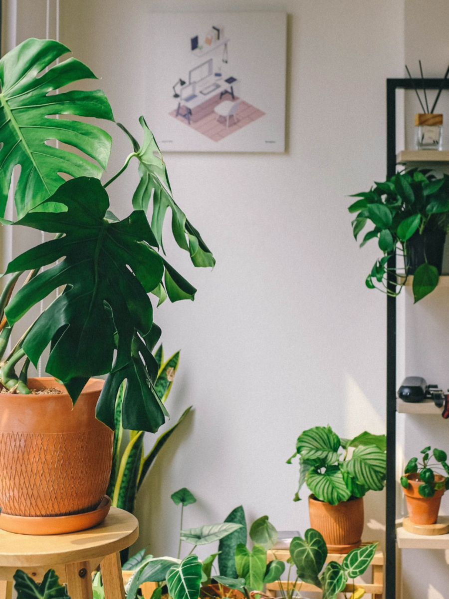 10 Best Indoor Plants for a Healthier Home Times Now